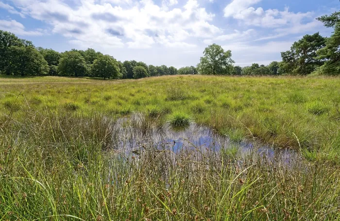 Framed Print : Raised bog in the Storkathener Heide