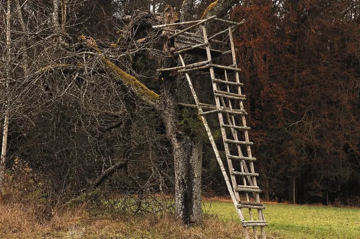 Framed Print : Raised hide, stand, in an old fruit tree Framed Print : Raised hide, stand, in an old fruit tree