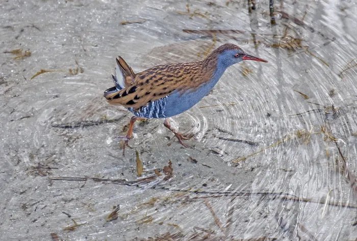 Framed Print : Rallus aquaticus water rail Rallus aquaticus water rail Framed Print : Rallus aquaticus water rail Rallus aquaticus water rail