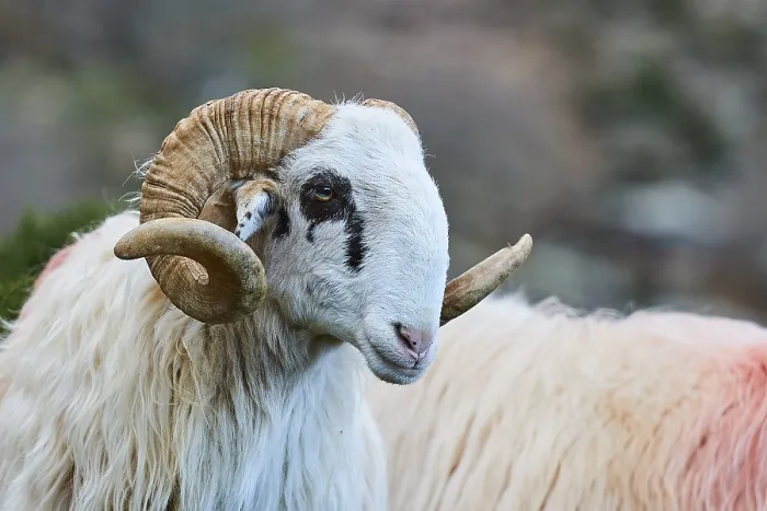 Framed Print : A ram with curved horns looks to the side