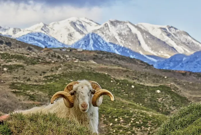 Framed Print : A ram poses in a mountainous, snow-covered landscape Framed Print : A ram poses in a mountainous, snow-covered landscape