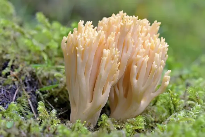Framed Print : Ramaria mairei (Ramaria mairei) Framed Print : Ramaria mairei (Ramaria mairei)