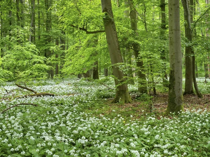 Framed Print : Ramson (Allium ursinum) in the beech forest
