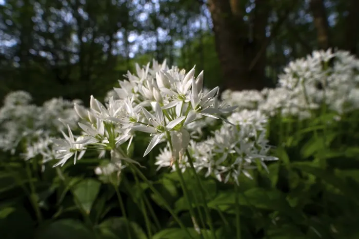 Framed Print : Ramson (Allium ursinum), sea of wild garlic flowers in the beech forest
