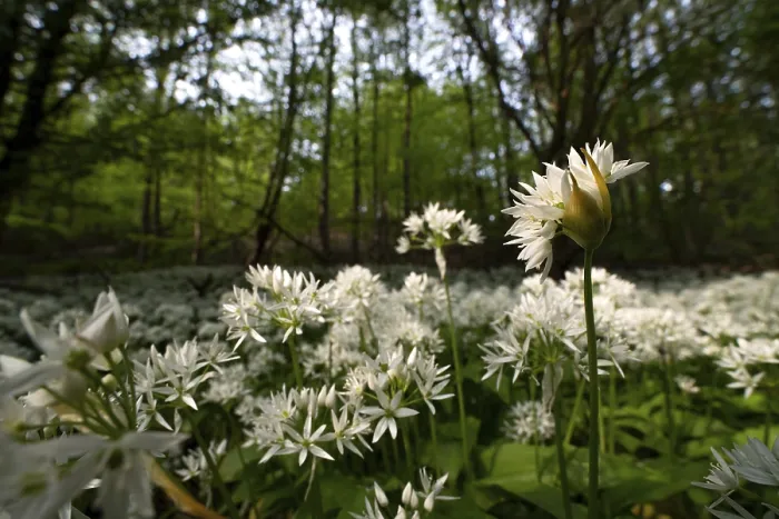 Framed Print : Ramson (Allium ursinum), sea of wild garlic flowers in the beech forest
