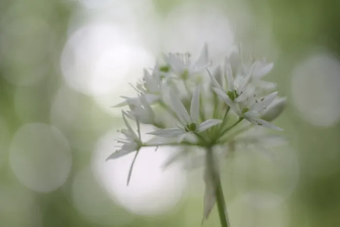 Framed Print : Ramson (Allium ursinum), single blossom