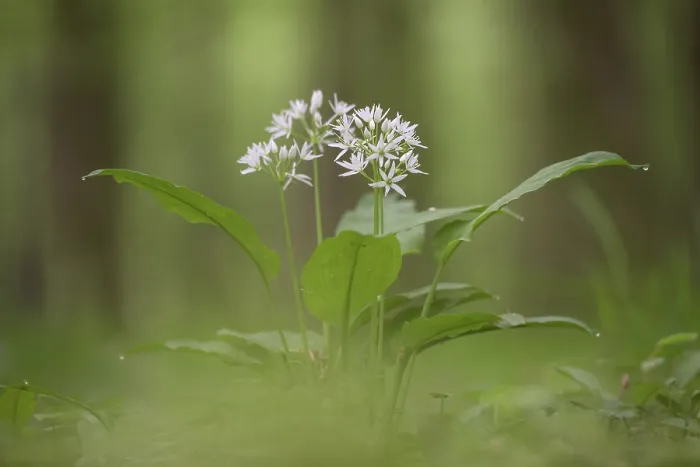 Framed Print : Ramson (Allium ursinum), single plant