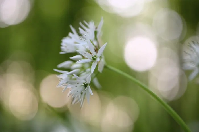 Framed Print : Ramsons (Allium ursinum), flower