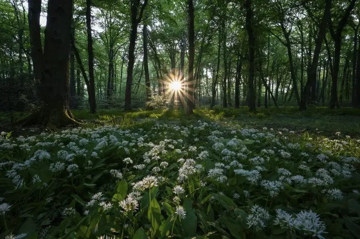 Framed Print : Ramsons (Allium ursinum), flowering plants Framed Print : Ramsons (Allium ursinum), flowering plants