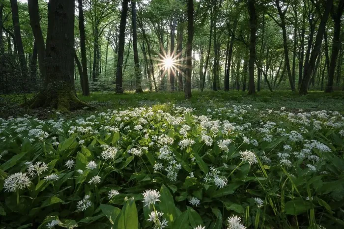 Framed Print : Ramsons (Allium ursinum), flowering plants Framed Print : Ramsons (Allium ursinum), flowering plants
