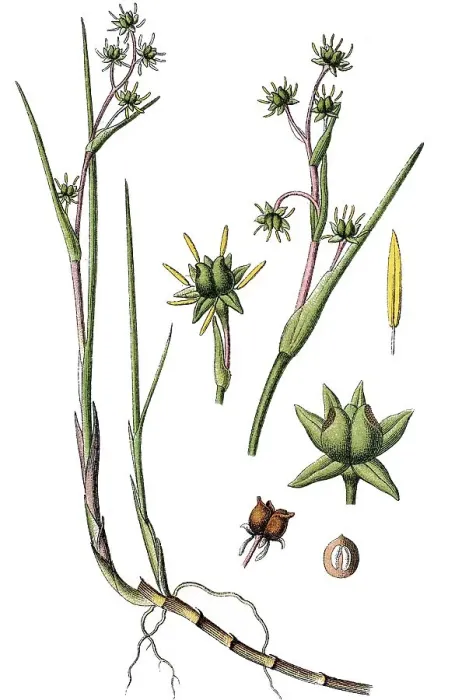 Framed Print : Rannoch-rush (Scheuchzeria palustris)