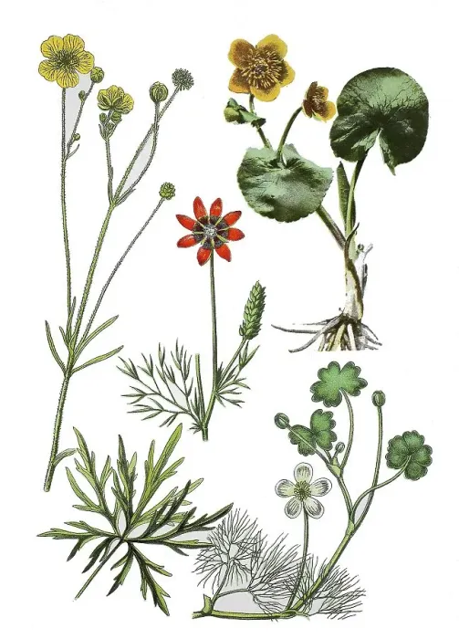 Framed Print : Ranunculus acris (left), Adonis aestivalis (centre) Framed Print : Ranunculus acris (left), Adonis aestivalis (centre)