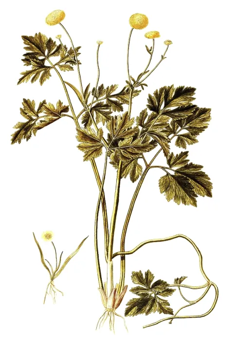 Framed Print : Ranunculus repens, Double Creeping Buttercup