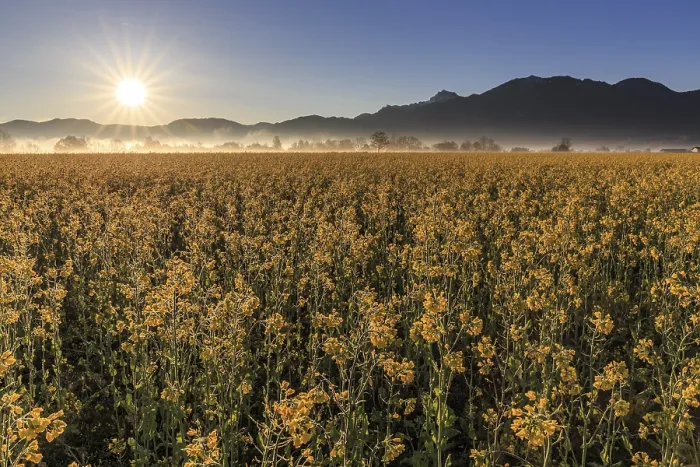 Framed Print : Rape field, sunrise, sunbeams, backlight