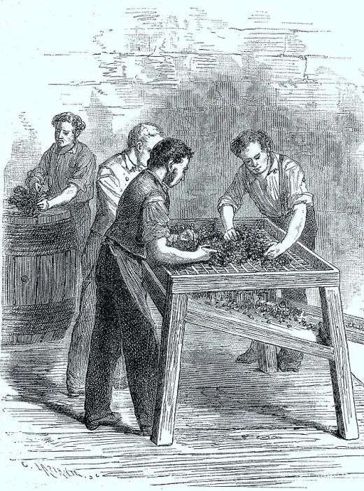 Framed Print : Rappen, sorting out grapes in a vineyard in France in 1875