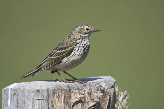 Framed Print : Raps (Anthus pratensis), sitting on a pole