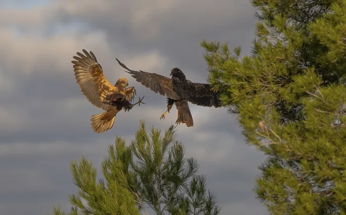 Framed Print : Two raptors, a hawk and a black kite