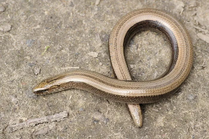 Framed Print : Rare animal, legless shiny harmless lizard slow worm on the ground Framed Print : Rare animal, legless shiny harmless lizard slow worm on the ground