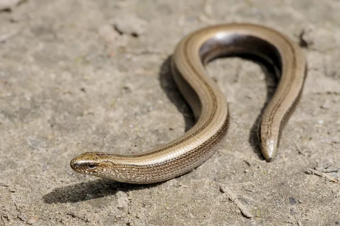 Framed Print : Rare animal, legless shiny harmless lizard slow worm on the ground