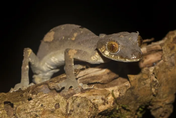 Framed Print : Rare leaf-tailed gecko (Uroplatus finiavana) on branch Framed Print : Rare leaf-tailed gecko (Uroplatus finiavana) on branch
