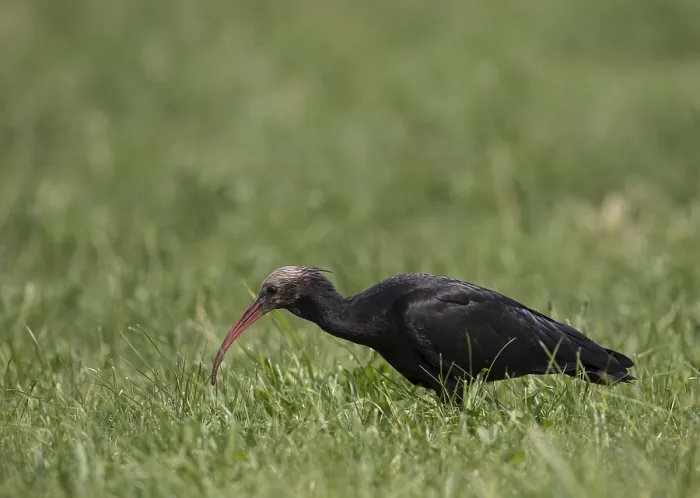 Framed Print : Rare northern bald ibis (Geronticus eremita) Framed Print : Rare northern bald ibis (Geronticus eremita)