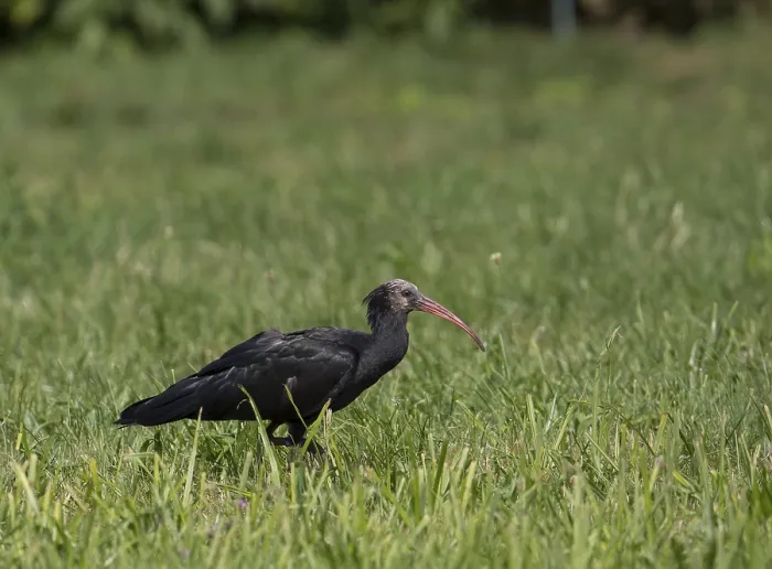 Framed Print : Rare northern bald ibis (Geronticus eremita) Framed Print : Rare northern bald ibis (Geronticus eremita)
