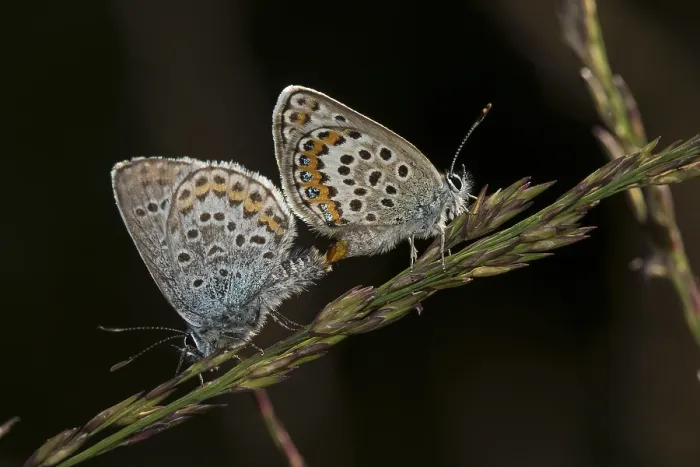 Framed Print : Rare Quendel's blue (Pseudophilotes schiffermuelleri) during mating
