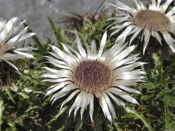Framed Print : Rare silver thistles Framed Print : Rare silver thistles