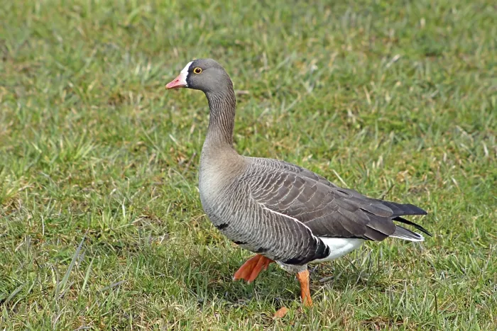 Framed Print : One of the rarest geese species in Europe that are highly endangered by hunting Framed Print : One of the rarest geese species in Europe that are highly endangered by hunting