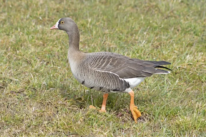 Framed Print : One of the rarest geese species in Europe that are highly endangered by hunting Framed Print : One of the rarest geese species in Europe that are highly endangered by hunting
