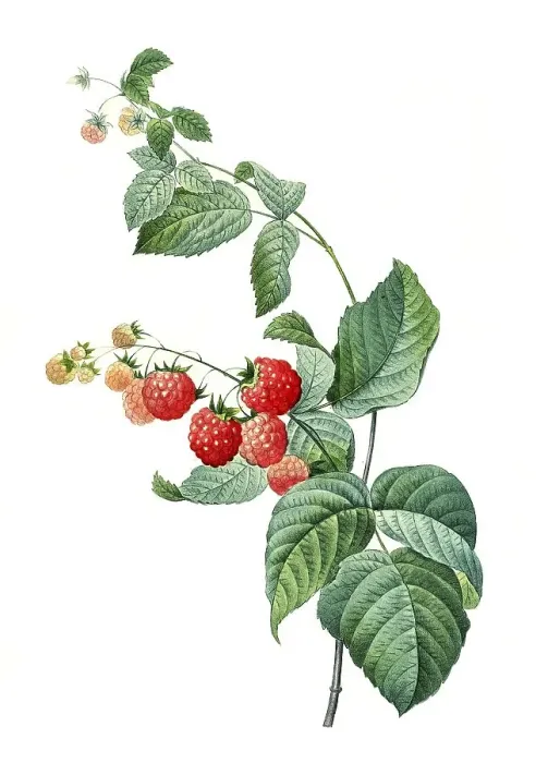 Framed Print : Raspberry (Rubus idaeus), digitally processed reproduction of a watercolour drawing from 1827 Framed Print : Raspberry (Rubus idaeus), digitally processed reproduction of a watercolour drawing from 1827