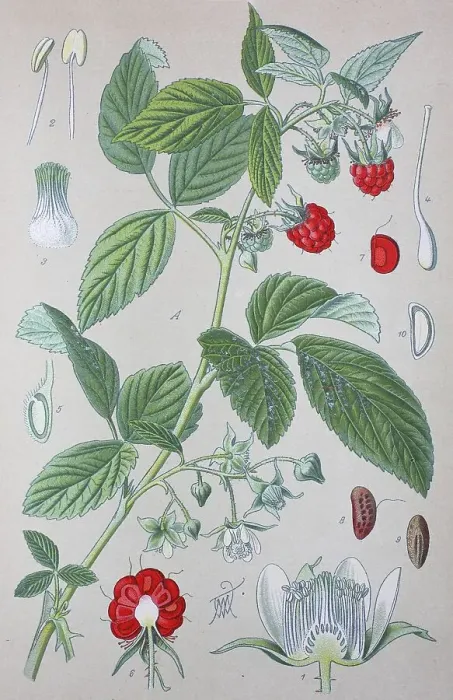 Framed Print : Raspberry (Rubus idaeus), historical illustration from 1885