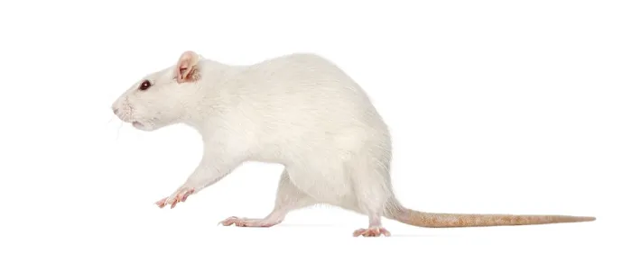 Framed Print : Rat (8 months old), isolated on white