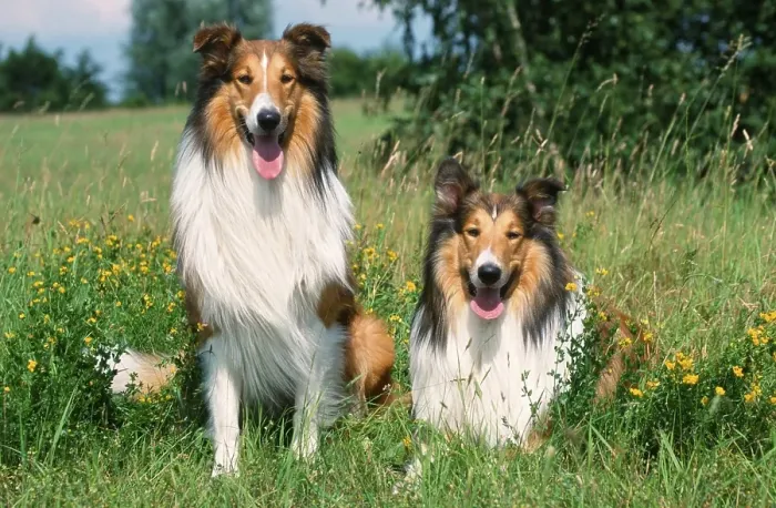 Framed Print : Raue Collies