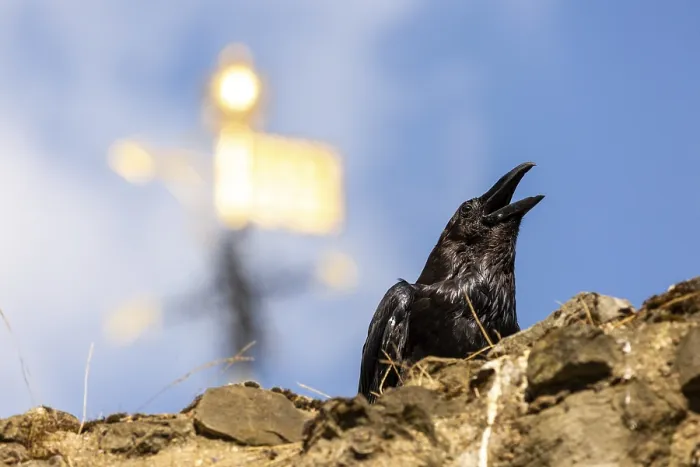 Framed Print : Raven calling out from atop a stone wall with a golden spire in the background at The Tower of London