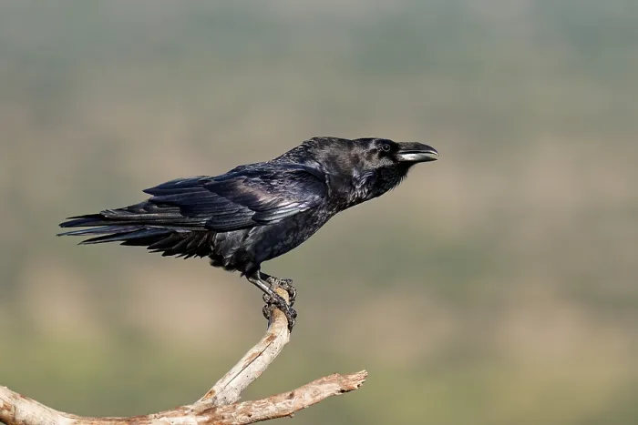 Framed Print : Raven (Corvus corax) on a dead branch Framed Print : Raven (Corvus corax) on a dead branch
