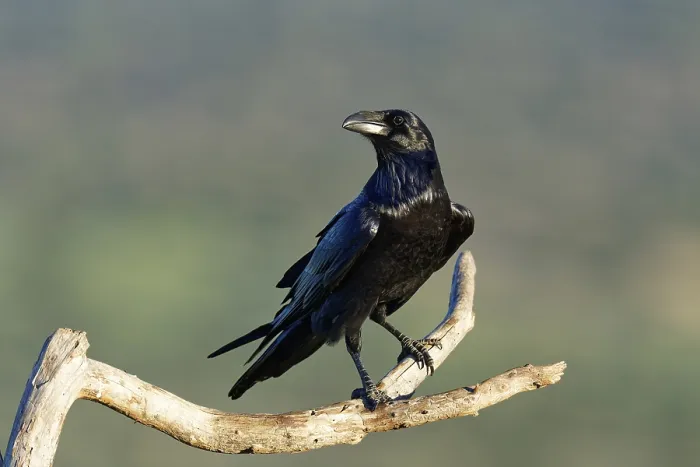 Framed Print : Raven (Corvus corax) on a dead branch