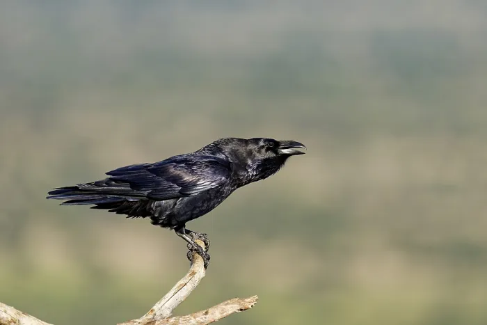 Framed Print : Raven (Corvus corax) on a dead branch Framed Print : Raven (Corvus corax) on a dead branch