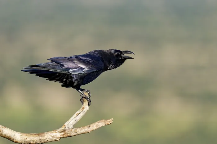 Framed Print : Raven (Corvus corax) on a dead branch Framed Print : Raven (Corvus corax) on a dead branch