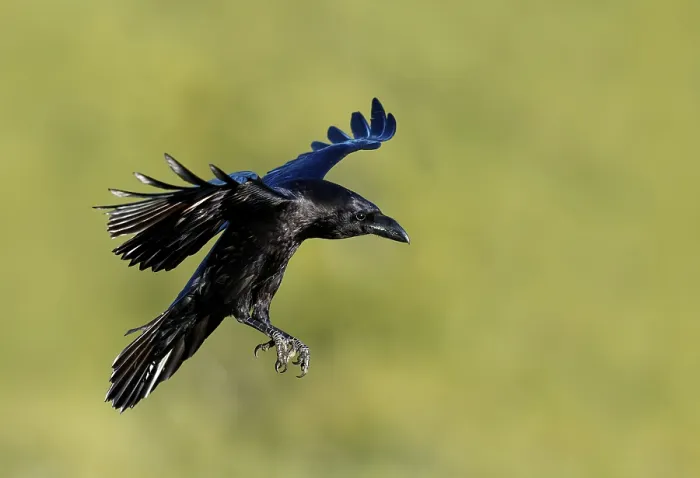 Framed Print : Raven (Corvus corax), flight, Extremadura, Spain