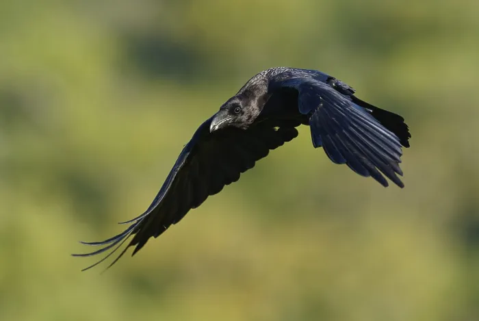 Framed Print : Raven (Corvus corax), flight, Extremadura, Spain Framed Print : Raven (Corvus corax), flight, Extremadura, Spain