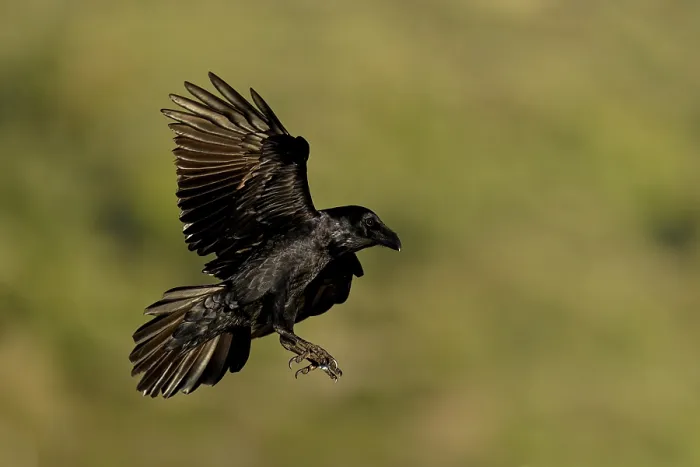 Framed Print : Raven (Corvus corax), flight, Extremadura, Spain