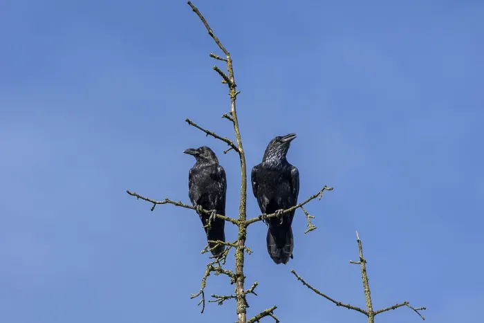 Framed Print : While one raven (Corvus corax) seems to have a lot to tell
