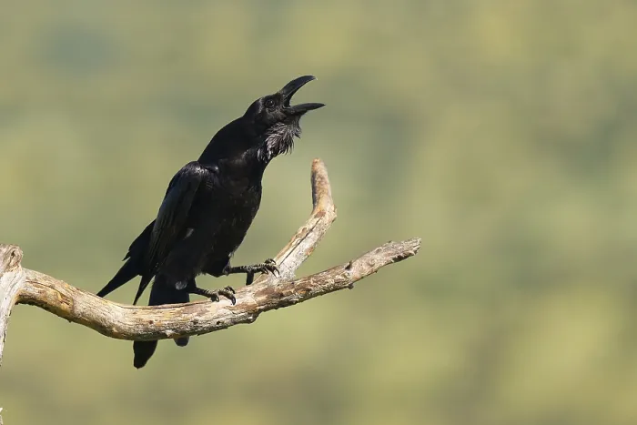 Framed Print : Raven (Corvus corax) mating on a branch