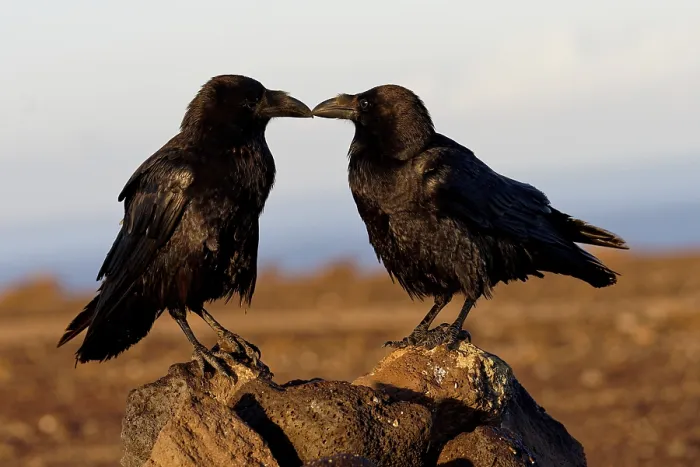 Framed Print : Raven (Corvus corax), pair, semi-desert Framed Print : Raven (Corvus corax), pair, semi-desert
