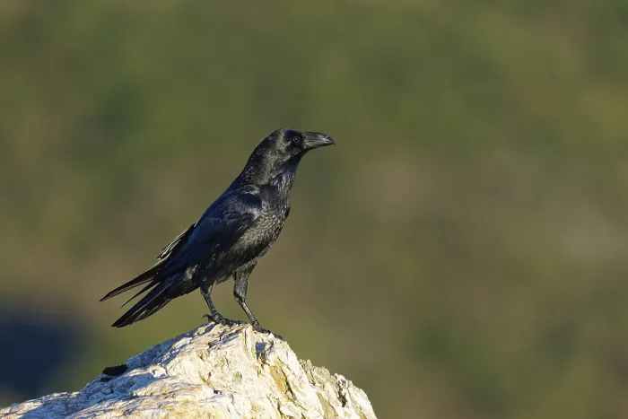 Framed Print : Raven (Corvus corax) on a rock, Extremadura, Spain
