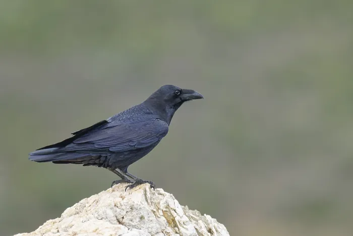 Framed Print : Raven (Corvus corax) on a rock, Extremadura, Spain