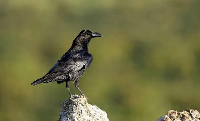 Framed Print : Raven (Corvus corax) on a rock, Extremadura, Spain Framed Print : Raven (Corvus corax) on a rock, Extremadura, Spain