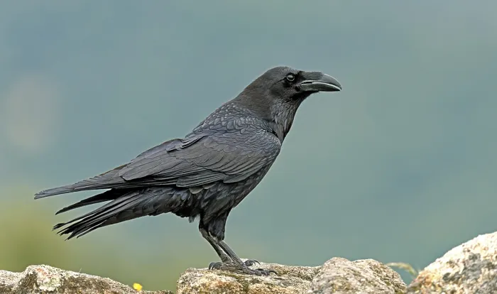 Framed Print : Raven (Corvus corax) on a rock, Extremadura, Spain Framed Print : Raven (Corvus corax) on a rock, Extremadura, Spain