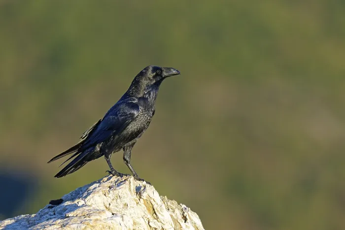 Framed Print : Raven (Corvus corax) on a rock, Extremadura, Spain